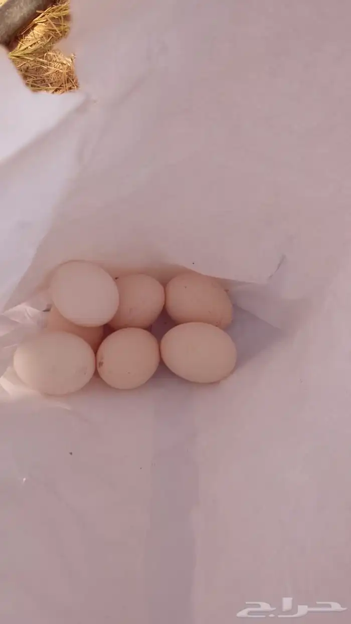 دجاج للبيع بياض ونضيف حي الرمال 2