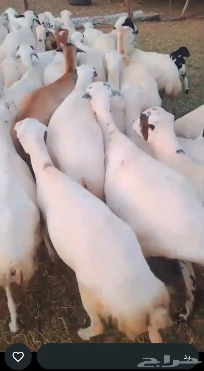 ضان رفيدي دفيع فين اصامل 0