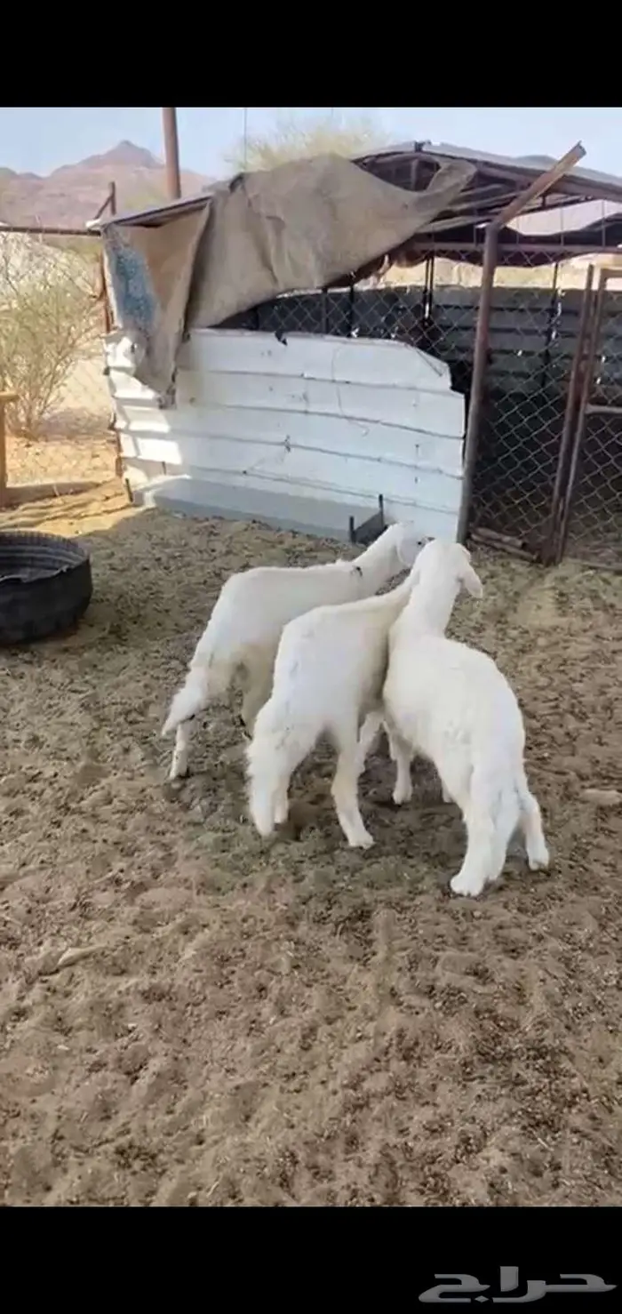 خروف ورخلين بلديات 0