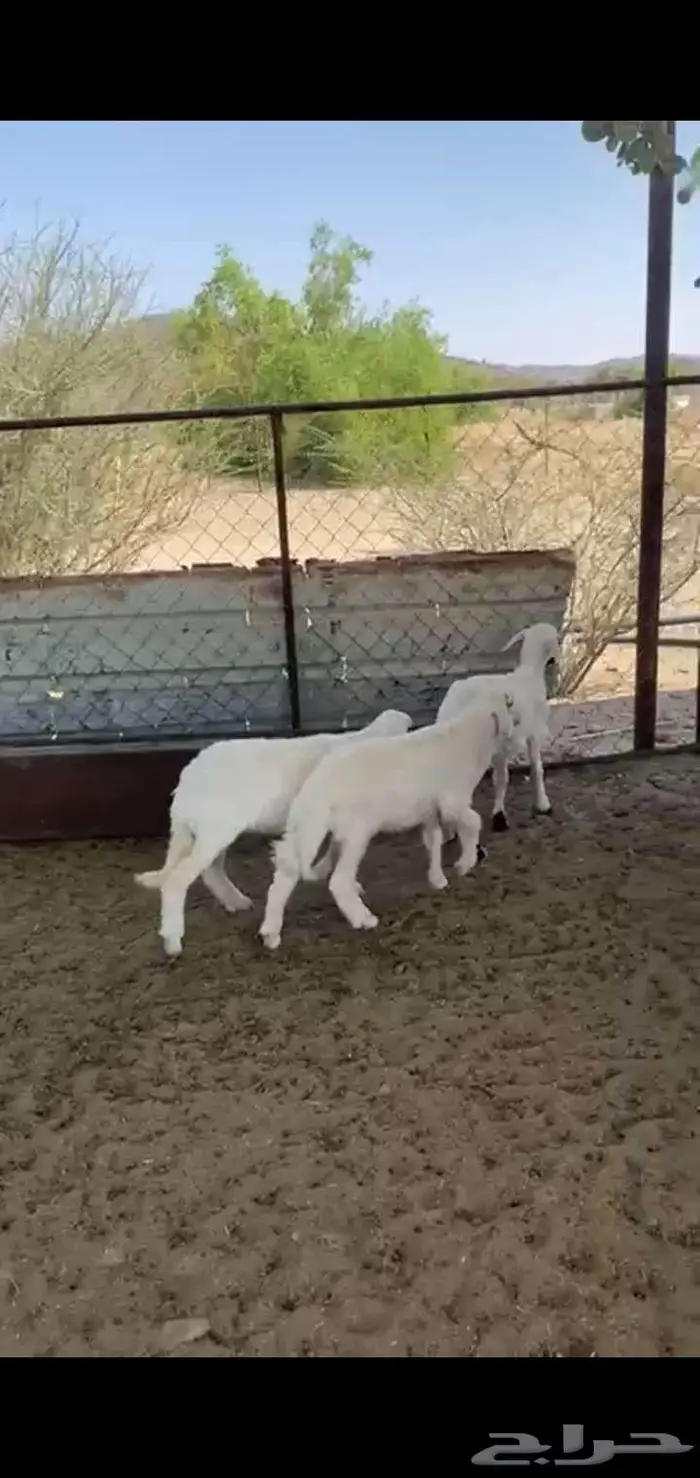 خروف ورخلين بلديات 1