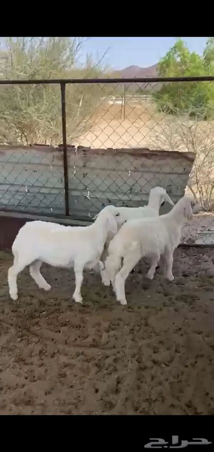 خروف ورخلين بلديات 2