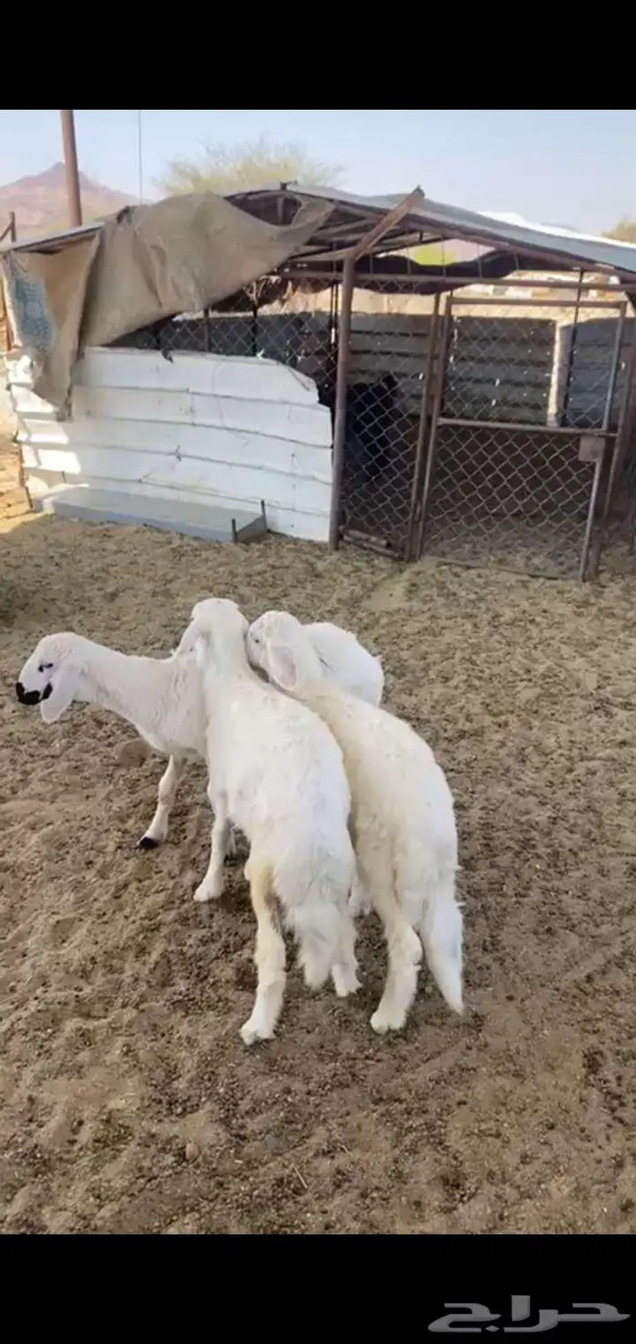 خروف ورخلين بلديات 3