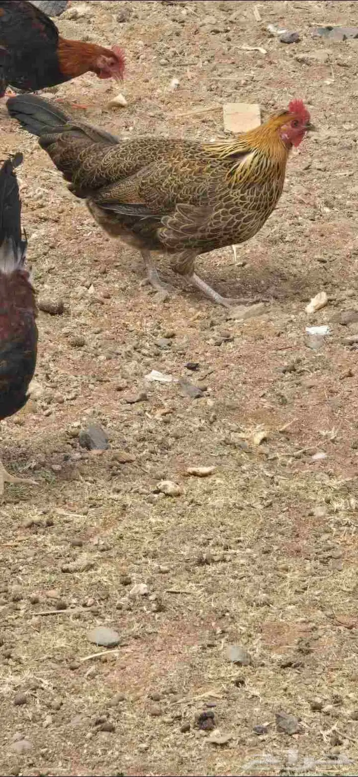 دجاجه للبيع 1
