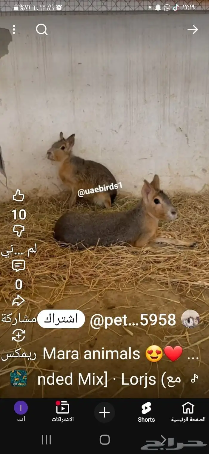 ارنب المارا الأرجنتيني 0