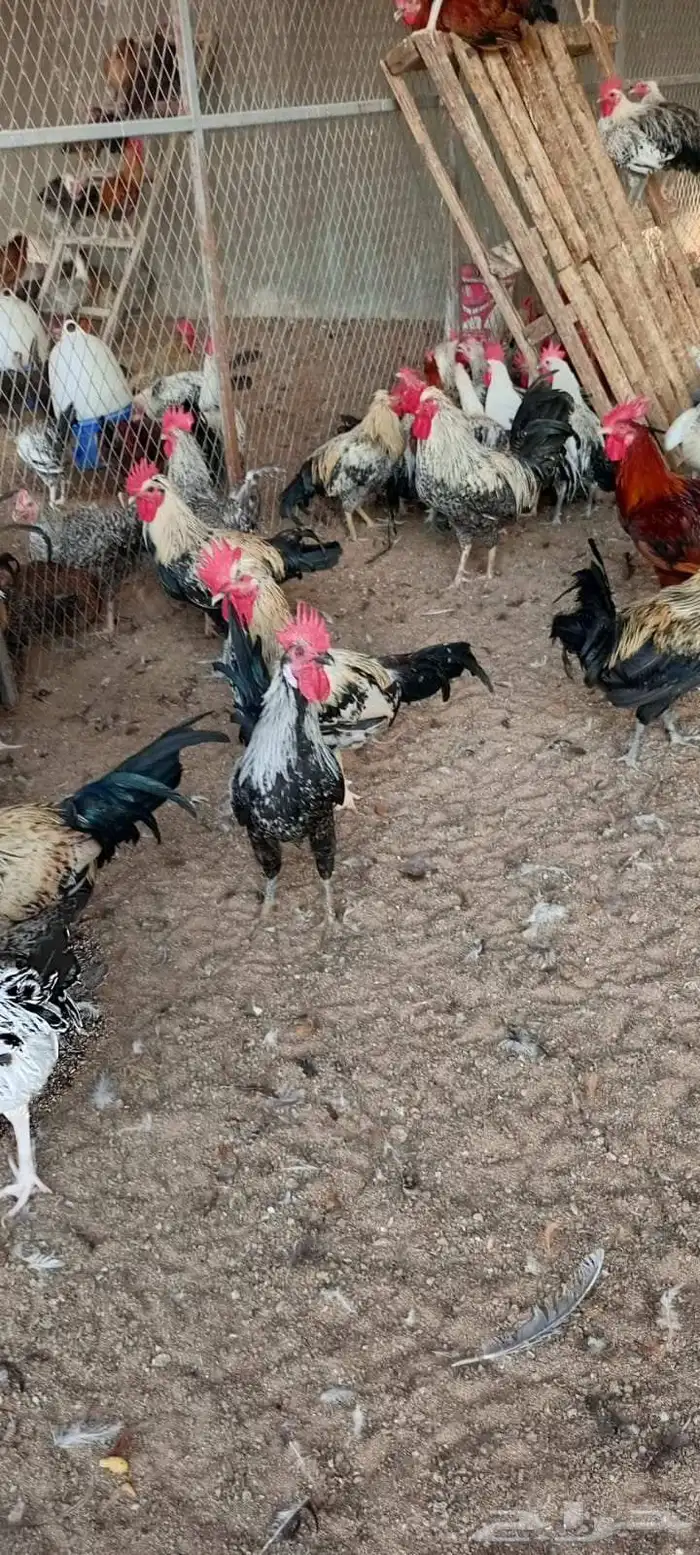 ديوك فرنسي بصحه ممتازه 1