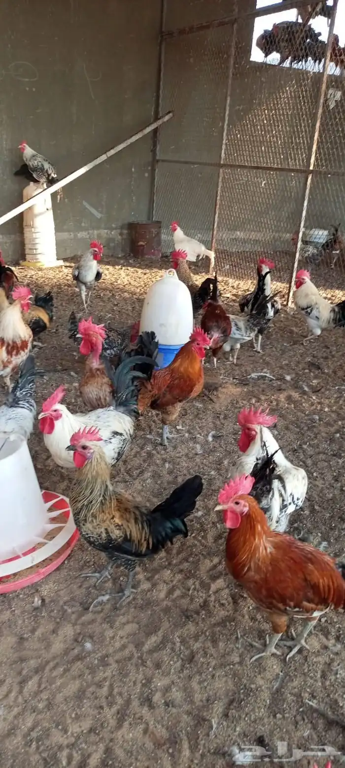 ديوك فرنسي بصحه ممتازه 0