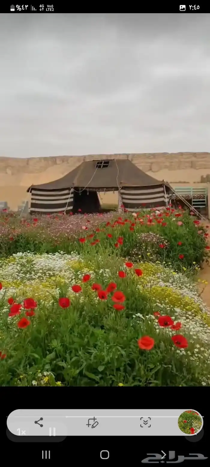 بكج بذور ازهار الربيع البرية 10