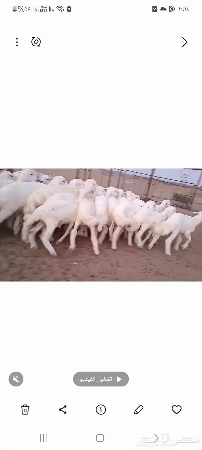 النوع بهم حري تربيه شعره بيض وطرف   العدد  24 3