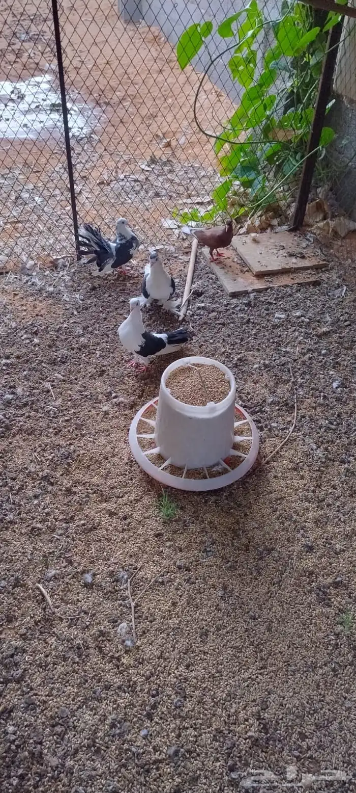 حمام زينه عدد 8 0