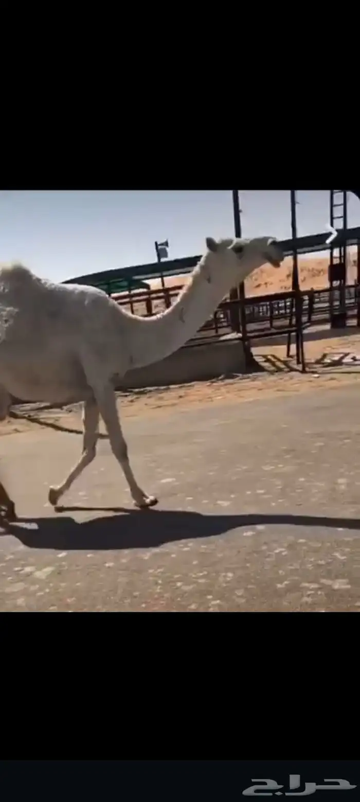 ثنيه ملاقي رمانيه على بعير رماني عليها 13 0