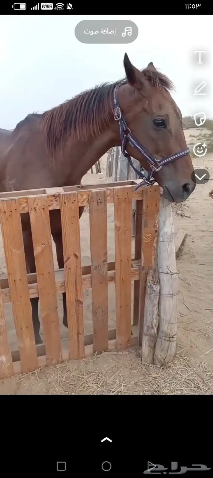 خيل انقليزي مخسي 0