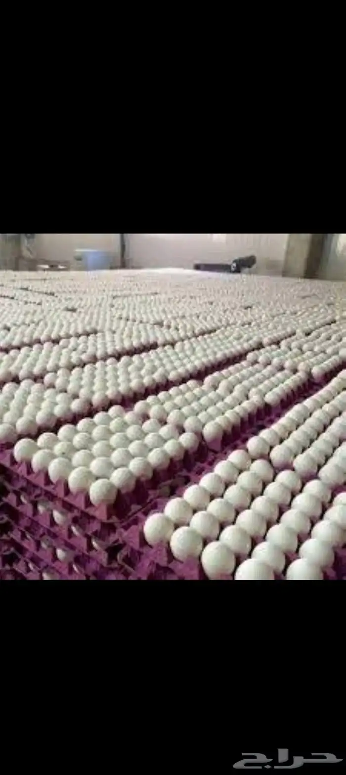 بيض بالجمله 0