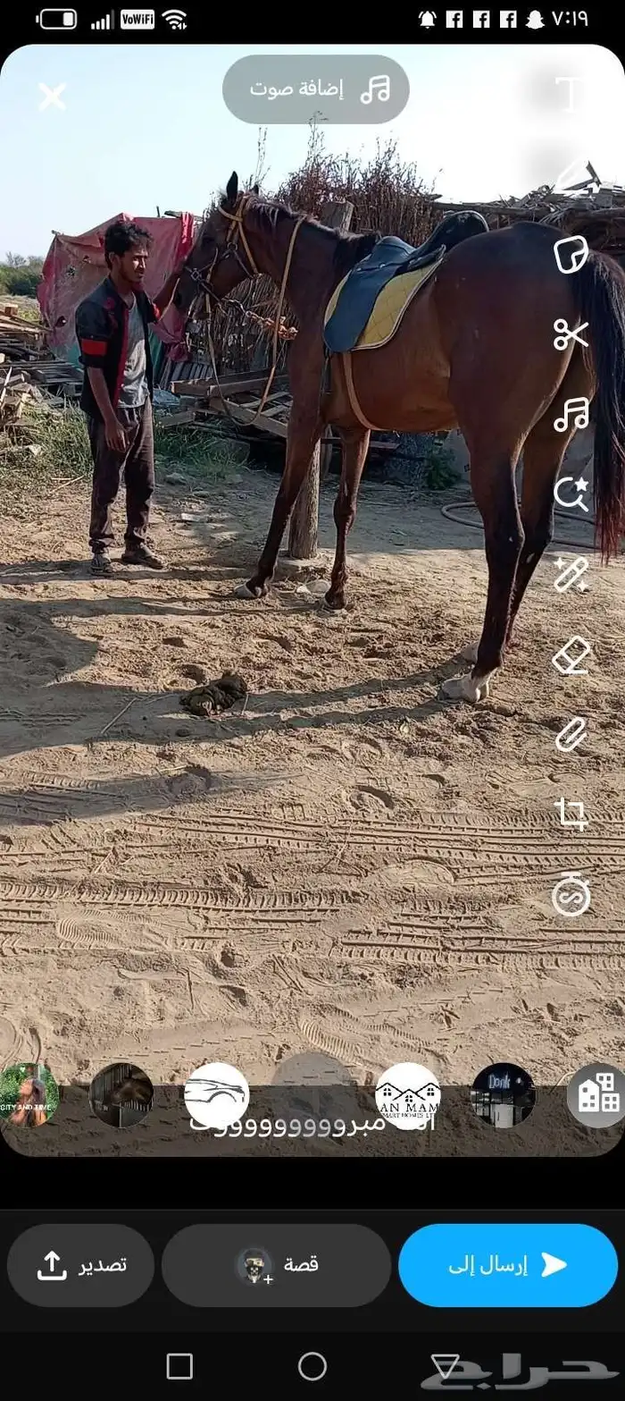 خيل انقليزي مخسي 1