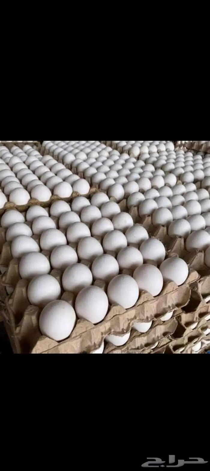 بيض بالجمله 1