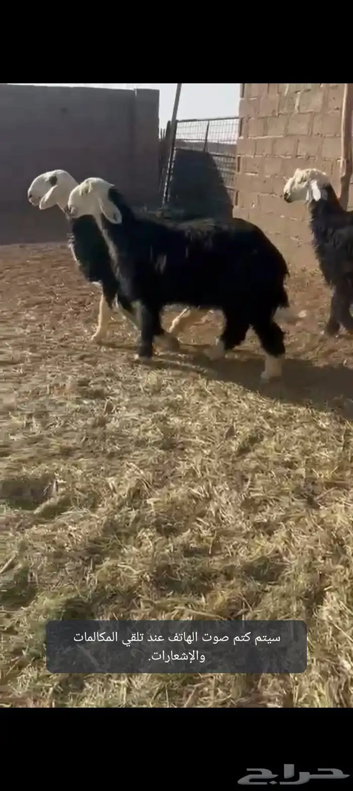 البيع رخال نجد صنف 2