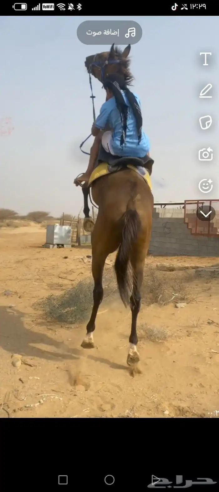 خيل انقليزي مخسي 2