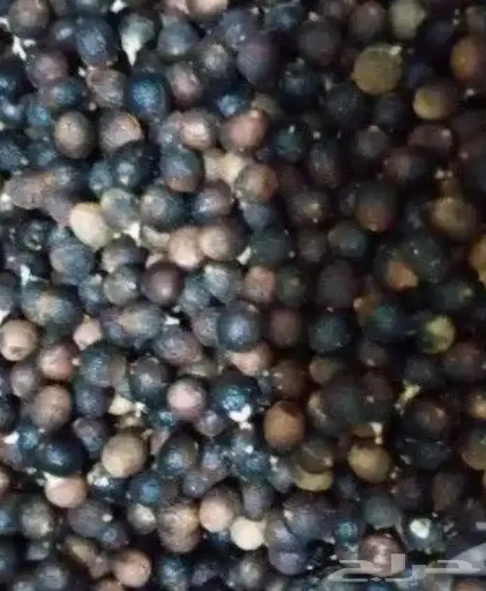 بذور واشنطني ابو مروحه امريكي خذع كبير 5