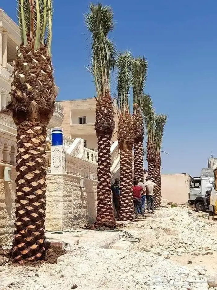 يوجد لدينا جميع انواع النخل عربي ووشنطني للبيع ج 2