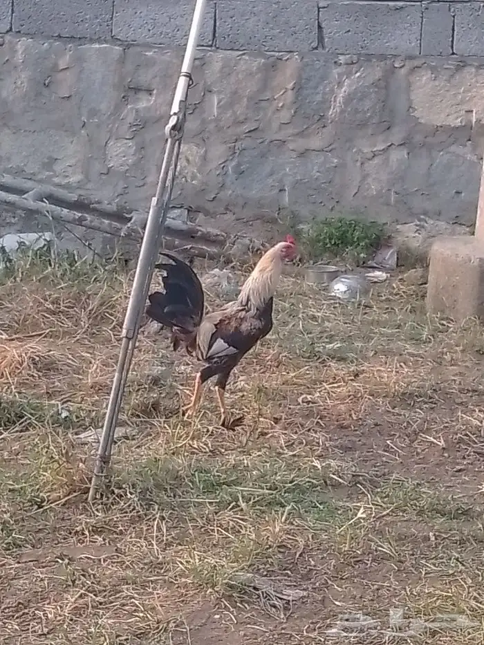 ديك بلدي و دجاجة زايغ ل البيع 6