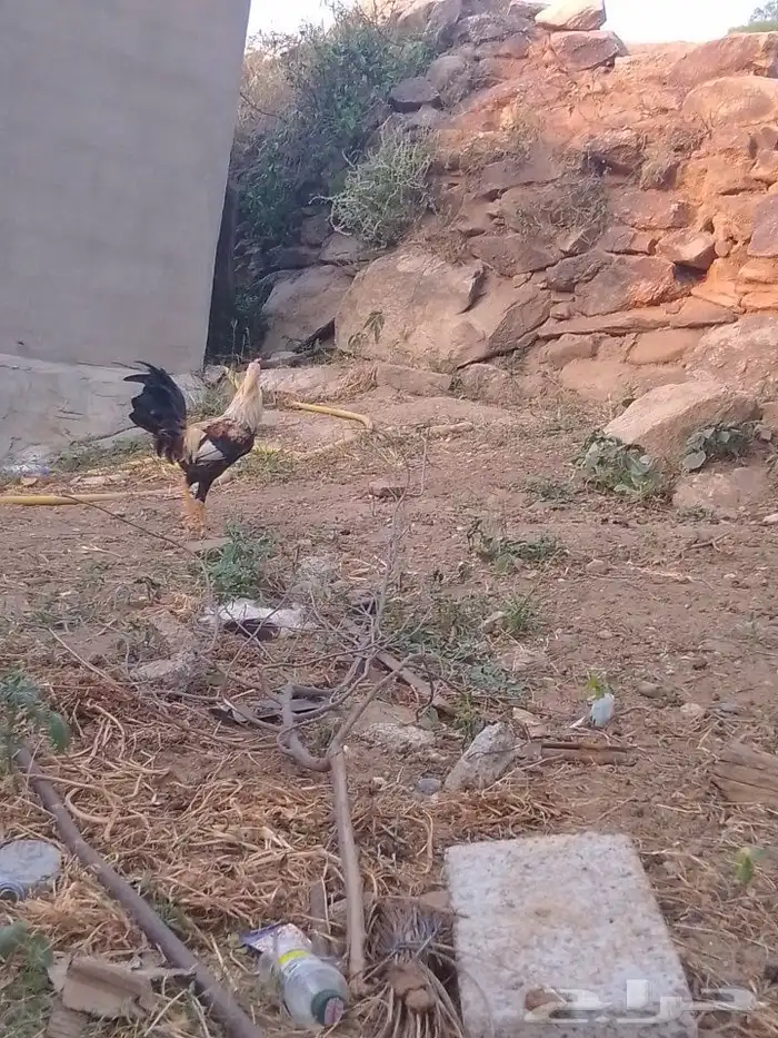 ديك بلدي و دجاجة زايغ ل البيع 4