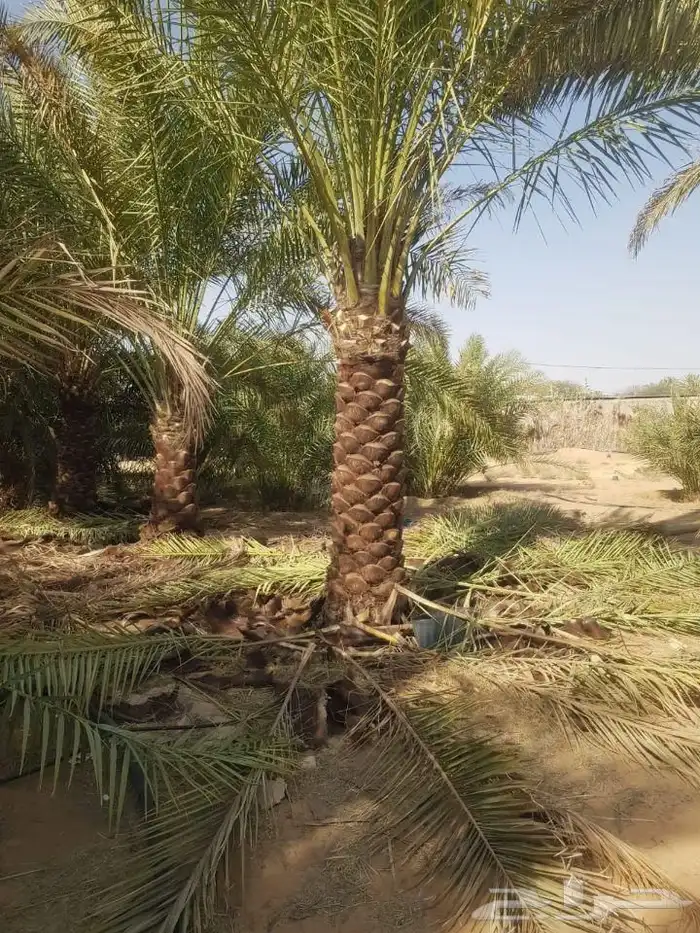 نقوم بتوريد انخيل العربي وزينه بجميع انواعه 3