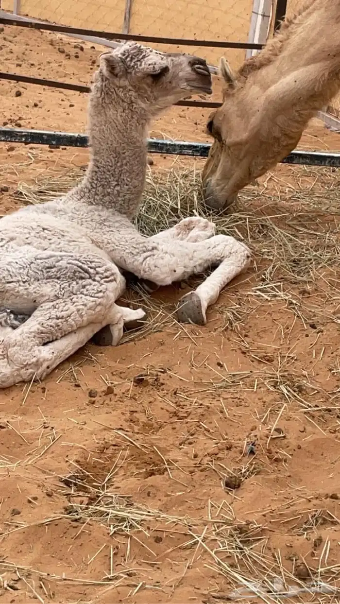 عرض نادر وفاخر للبيع بعير باتلي رباع ابوة الحاكم مشروط 17