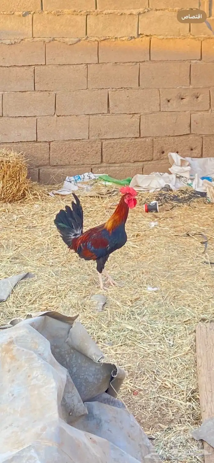 ديك سيافي دم صافي 0