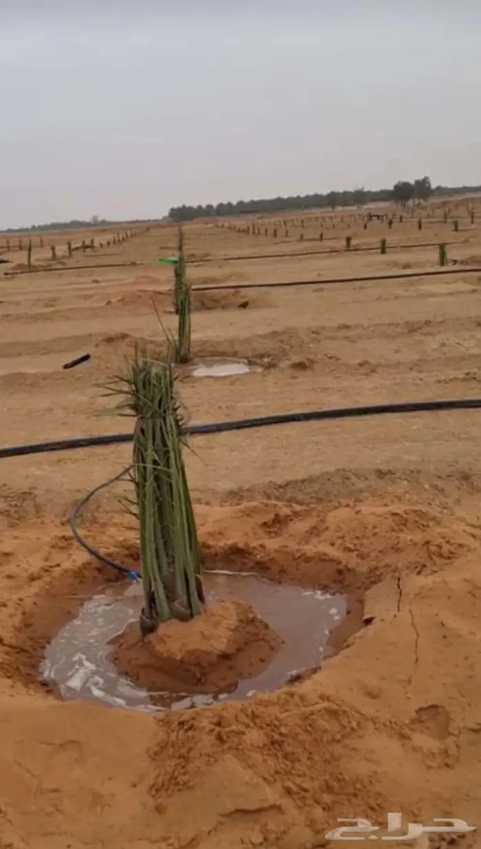 انخل للبيع 0