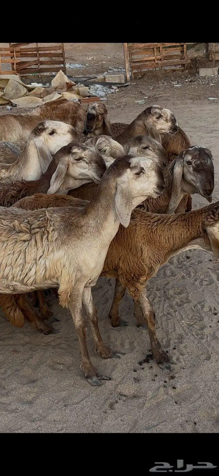 رخال سواكن بلدي درمنيات صنف بفحلها 0