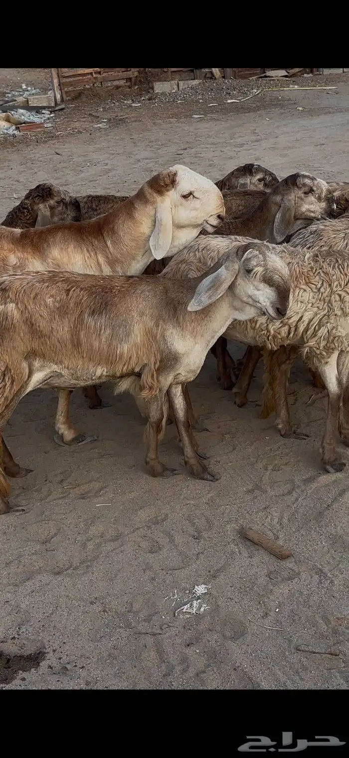 رخال سواكن بلدي درمنيات صنف بفحلها 12