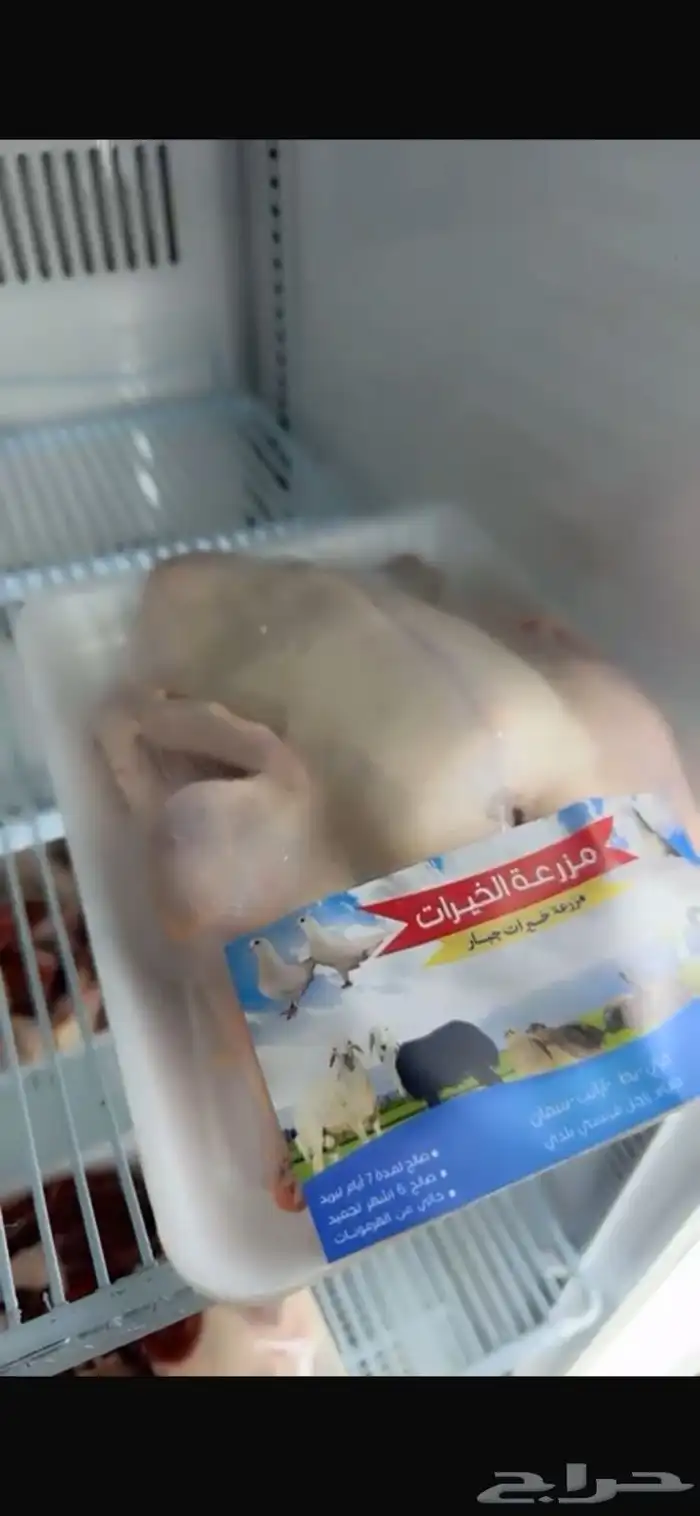 بط بكيني ذبح الاعمار من 3 الى 4 شهور 1
