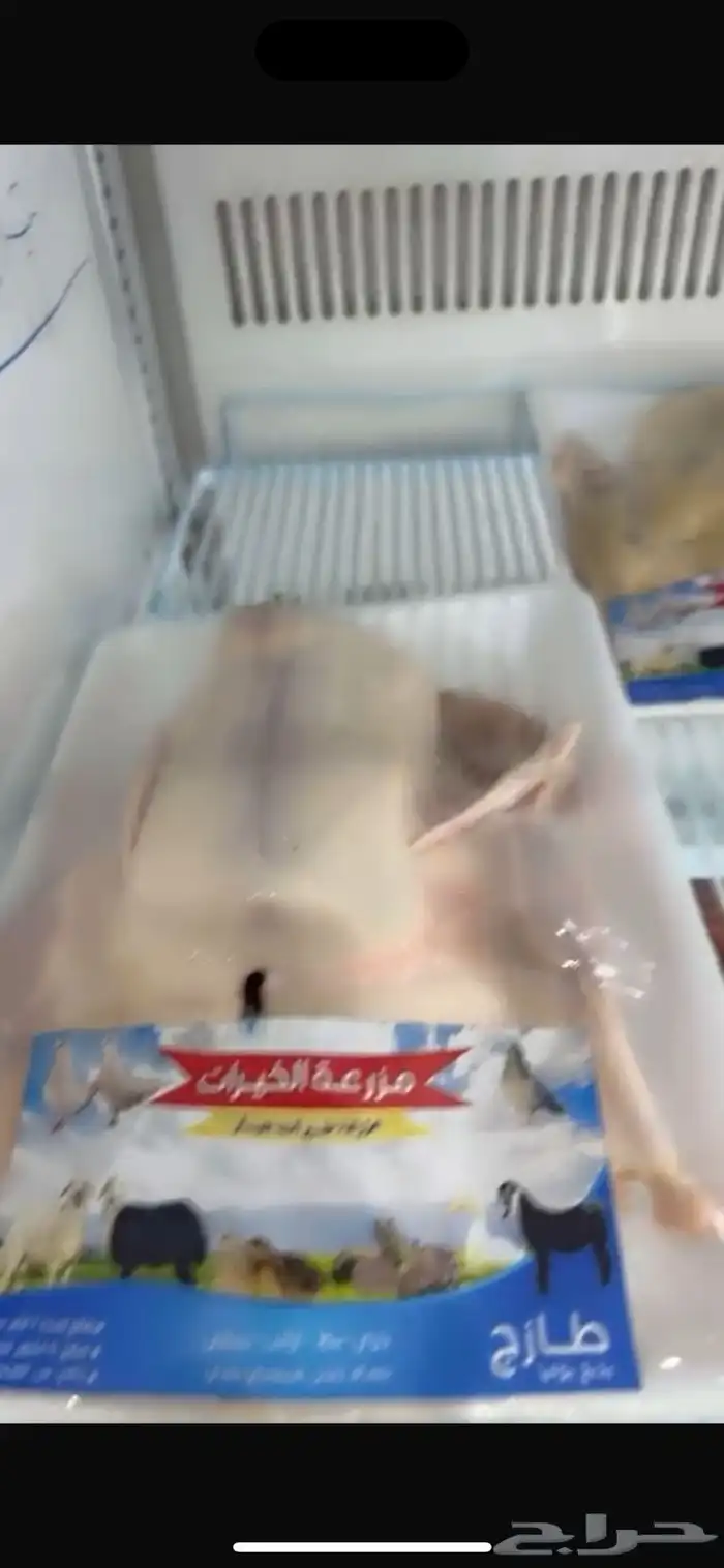 بط بكيني ذبح الاعمار من 3 الى 4 شهور 2