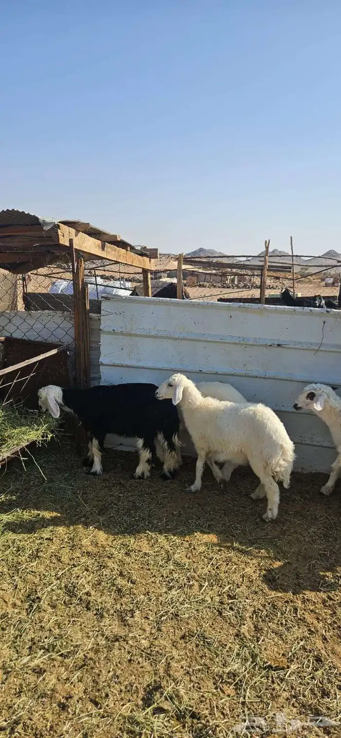 رخال البيع 4