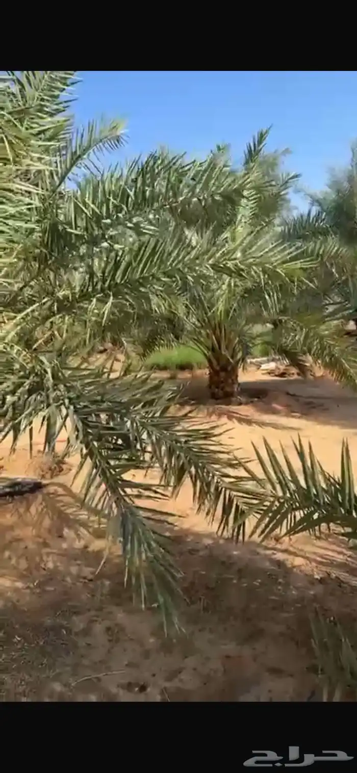 نخل القصيم 9