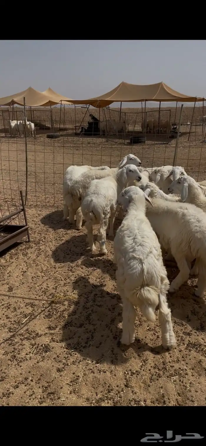حري جده ذبايح ثلاجه يوجد صلخ توصيل بااقل الاسعار 4