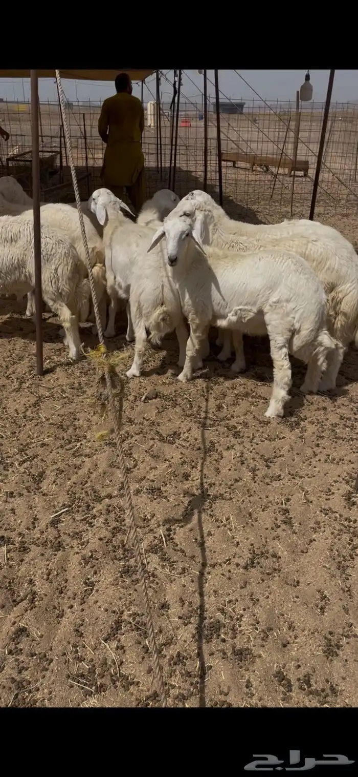 حري جده ذبايح ثلاجه يوجد صلخ توصيل بااقل الاسعار 3