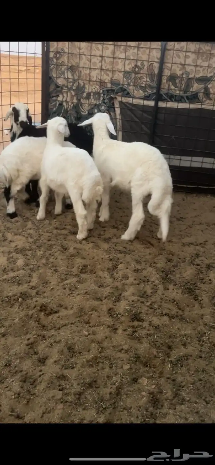 للبيع طليان هرافي فيها واحد صنف ومعزاء عوارض خصم 0