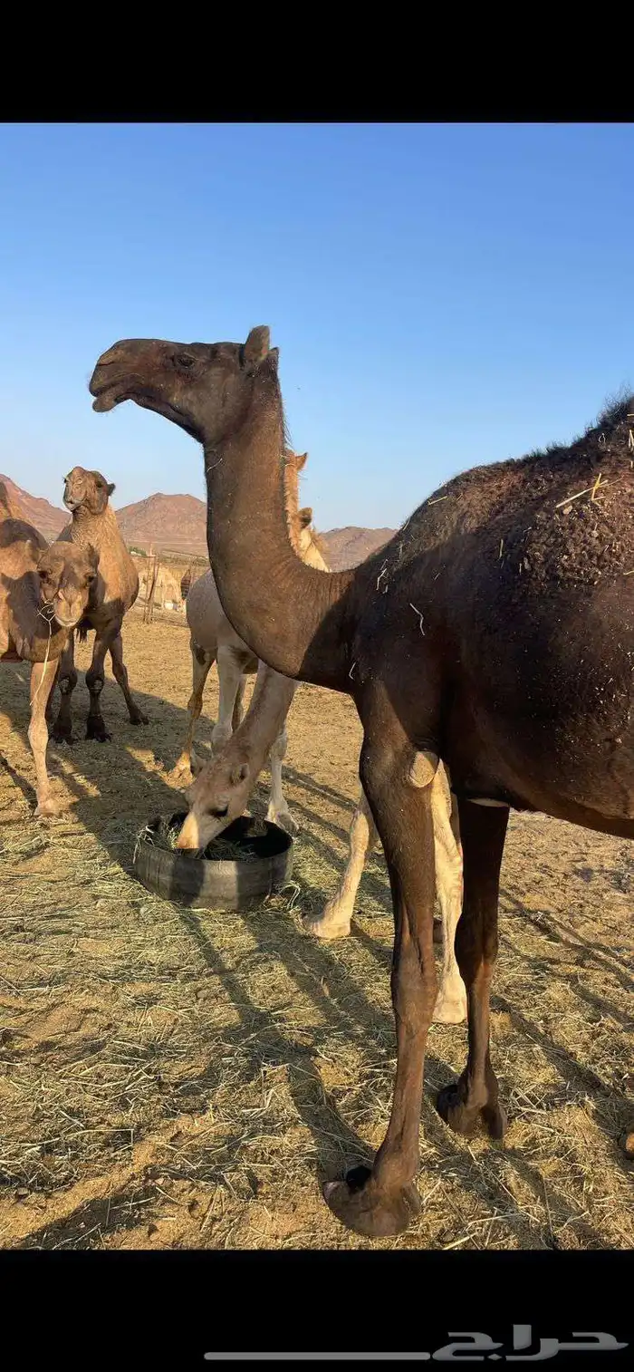 بكره مجهم كفو ع ضراب للبيع. 3