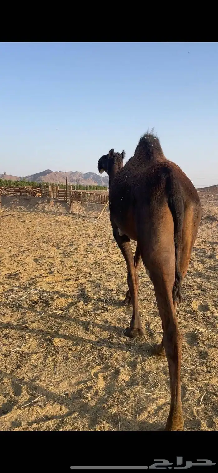 بكره مجهم كفو ع ضراب للبيع. 1