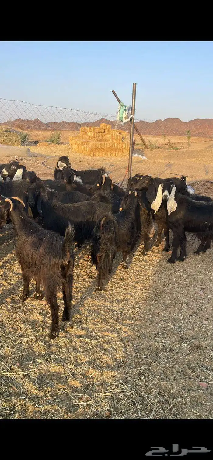معزا 31دفيع ومضاريع الحد 950 4
