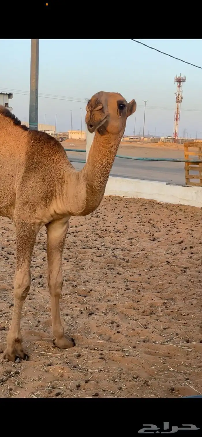 قعود كفو للبيع 1