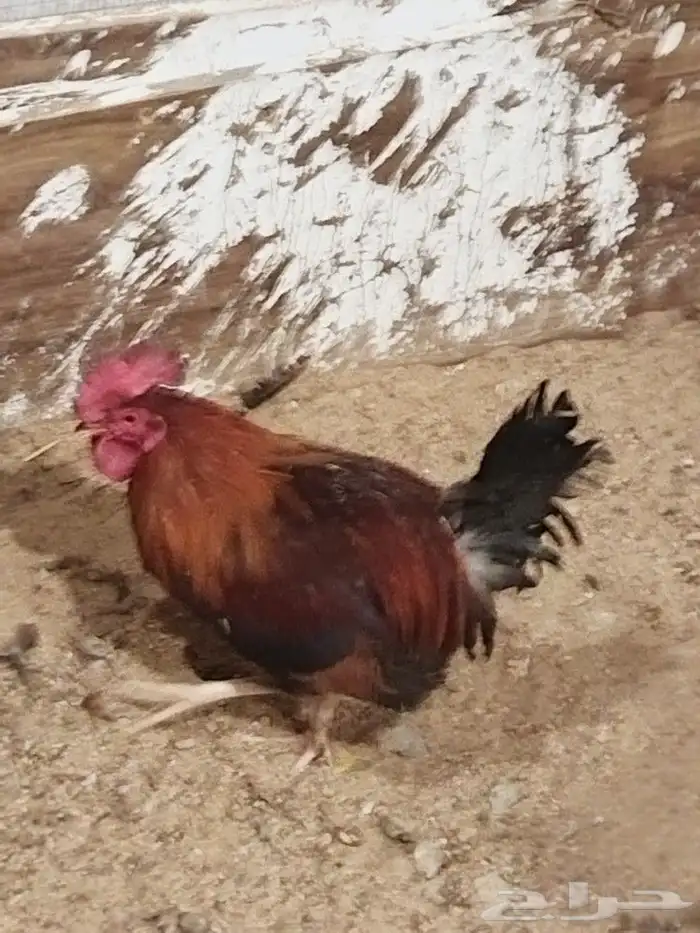 ديوكه ترثه فحول على الشرط العدد مفتوح 0