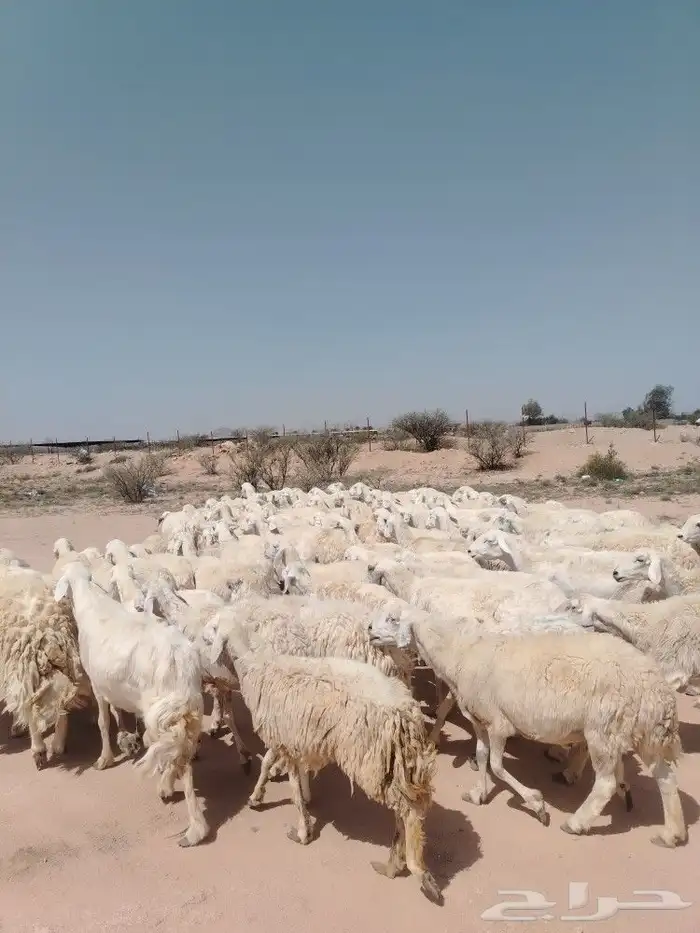 غنم حرش مراح وحد قطعه وحده العداد 92الغنم منوت الغاني 2