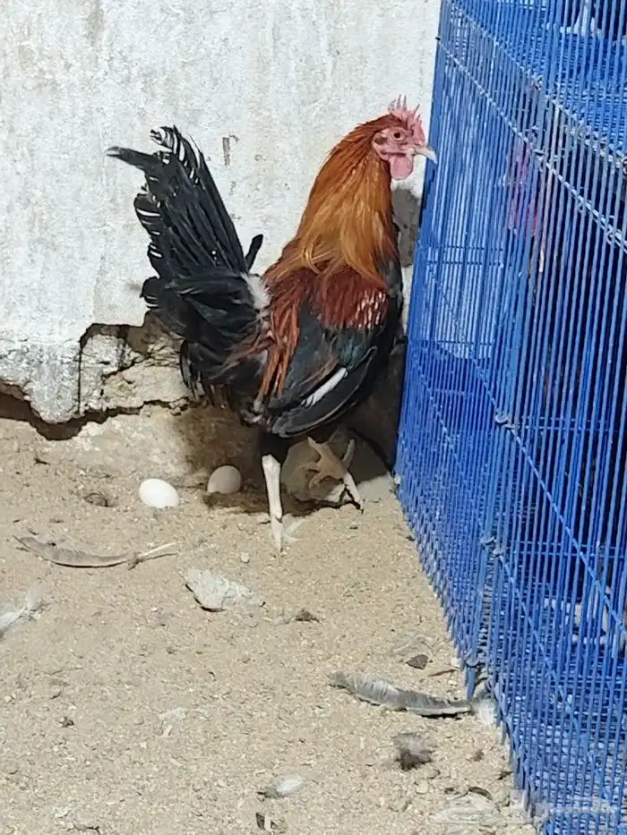 ديوكه ترثه فحول على الشرط العدد مفتوح 3