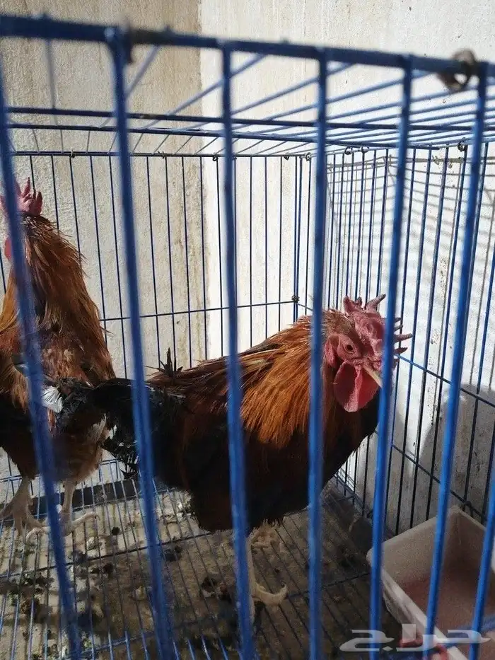 ديوكه ترثه فحول على الشرط العدد مفتوح 11