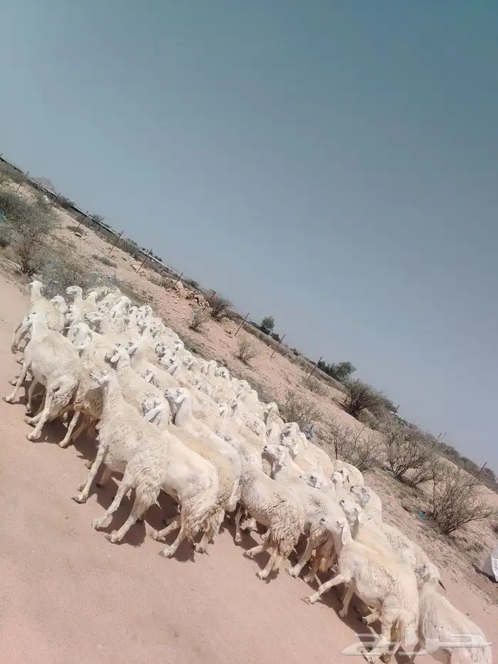 غنم حرش مراح وحد قطعه وحده العداد 92الغنم منوت الغاني 3