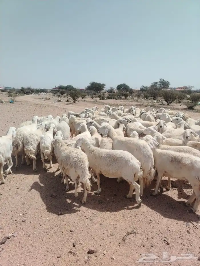 غنم حرش مراح وحد قطعه وحده العداد 92الغنم منوت الغاني 4