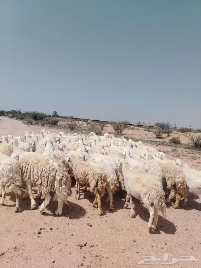 غنم حرش مراح وحد قطعه وحده العداد 92الغنم منوت الغاني 0