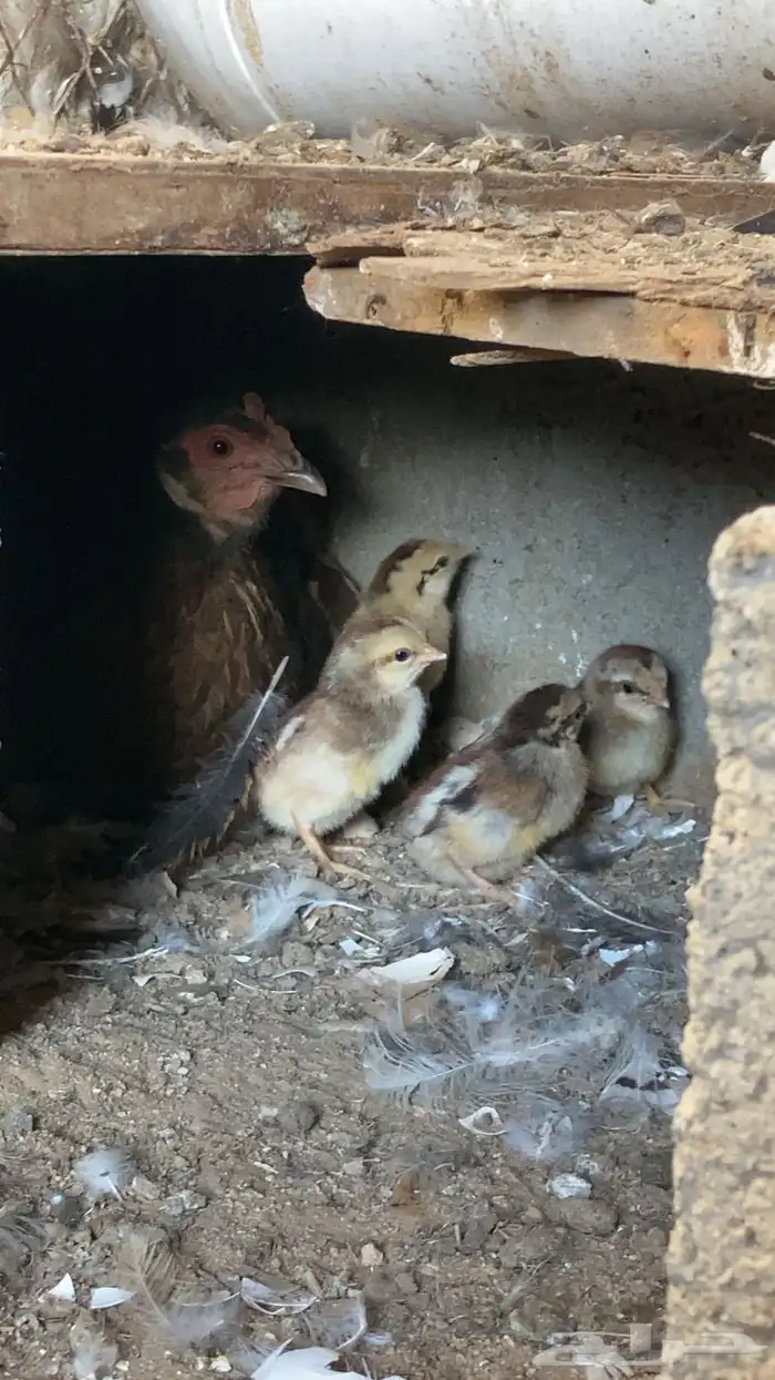 دجاجه بلدي مفرخه للبيع . 2