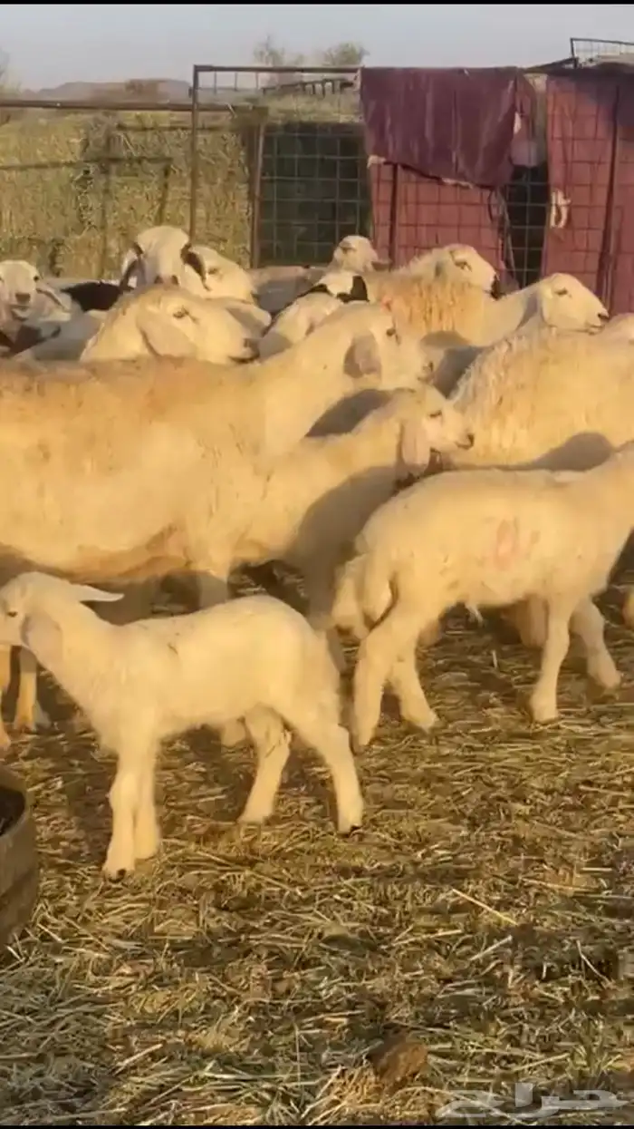 حريات متابيع 0